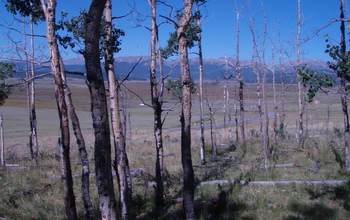 dead aspen trees near Fairplay, Colorado